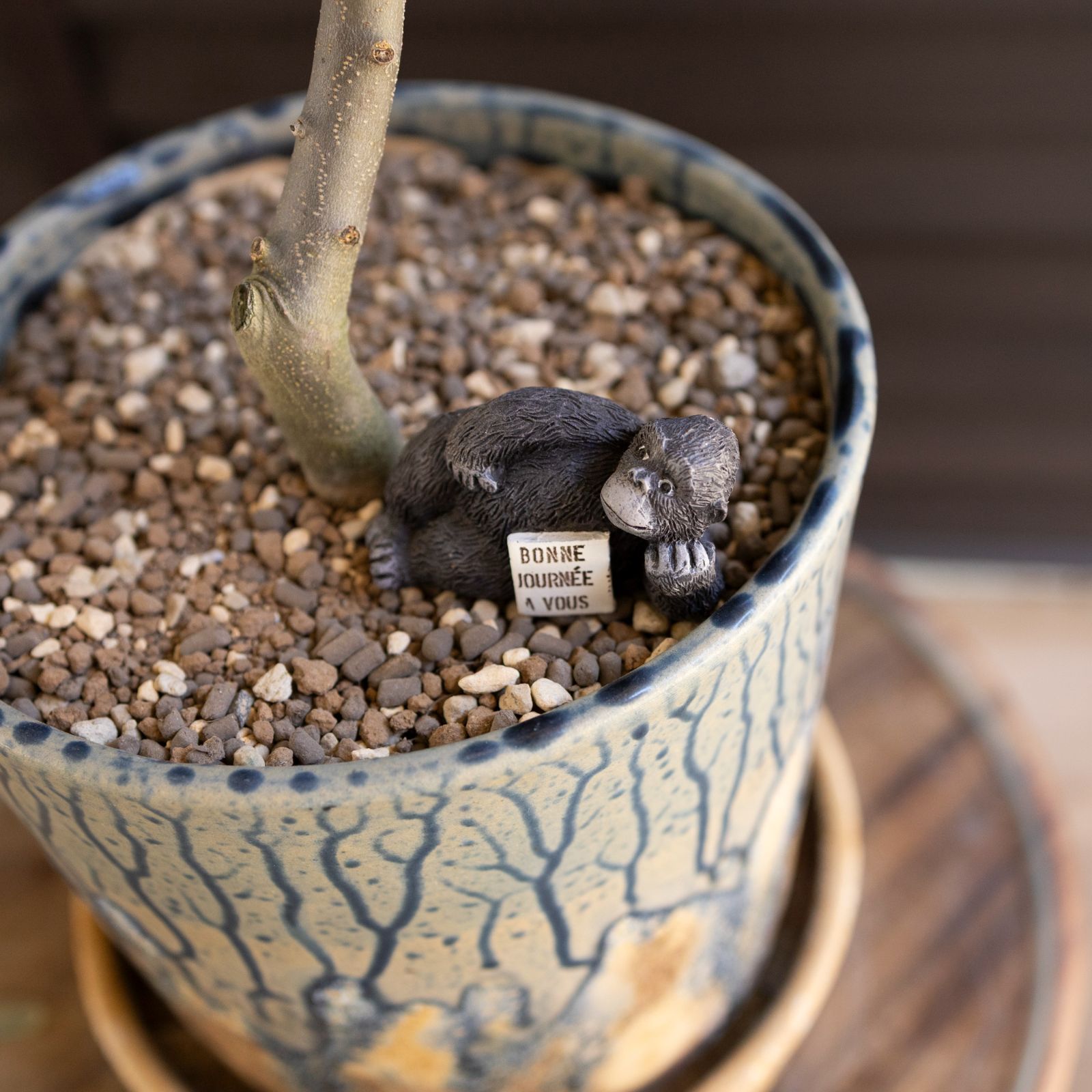 オリーブ盆栽 美しい盆栽 陶器鉢 約30cm オリーブ盆栽 美しい盆栽 陶器