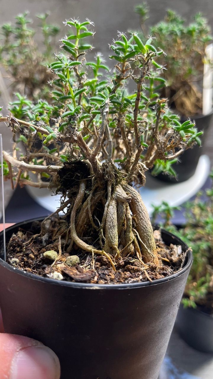 盆栽です Would you like to make a 20cm bonsai with me? How to make
