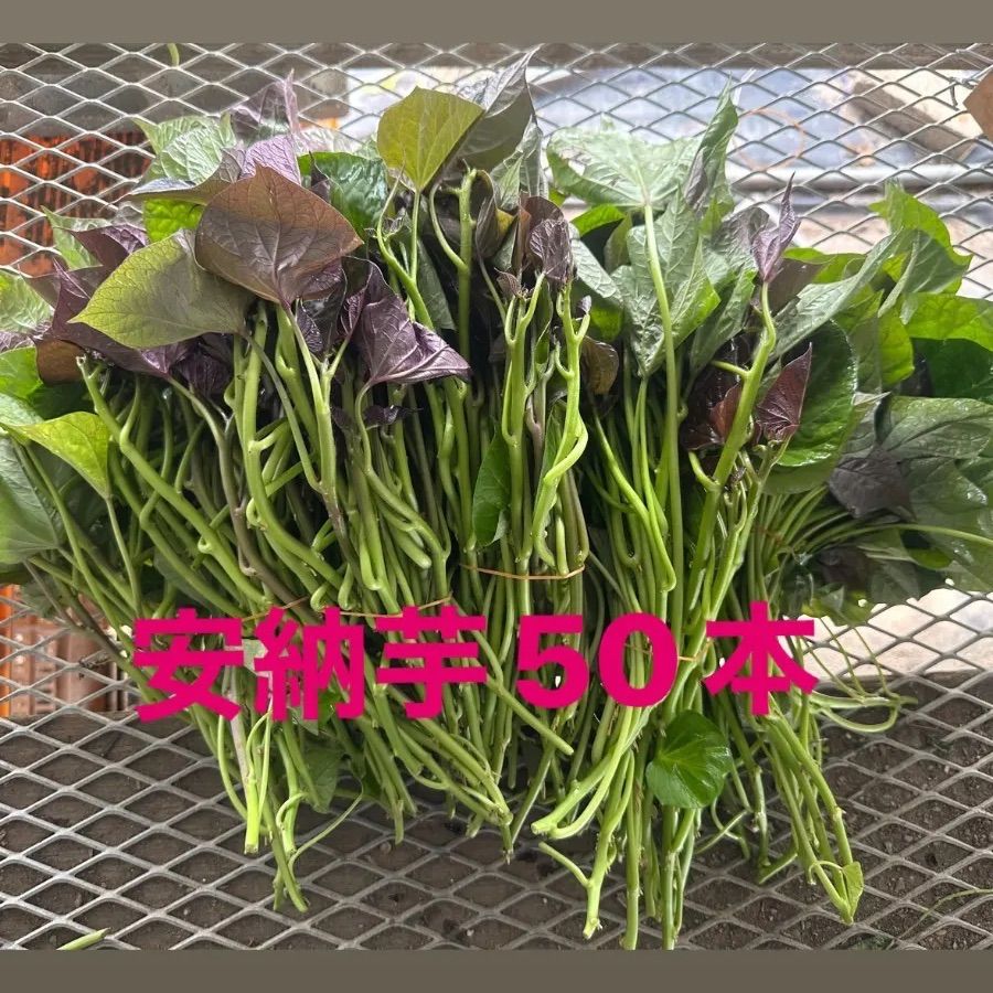 さつまいもの苗 安納芋 50本 送料込 | gulatilaw.com