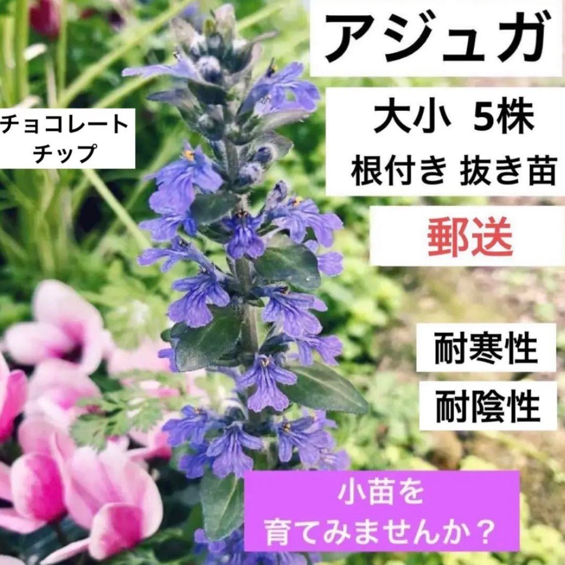 アジュガ 抜き苗50グラム - 花