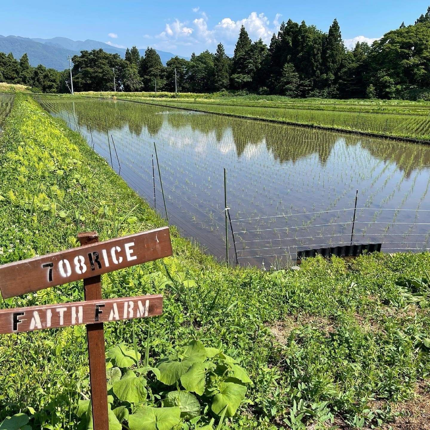 R5年産】長野県飯山産コシヒカリ(自然栽培・天日干し)玄米140 R5年産】長野県飯山産コシヒカリ(自然栽培・天日干し)玄米140
