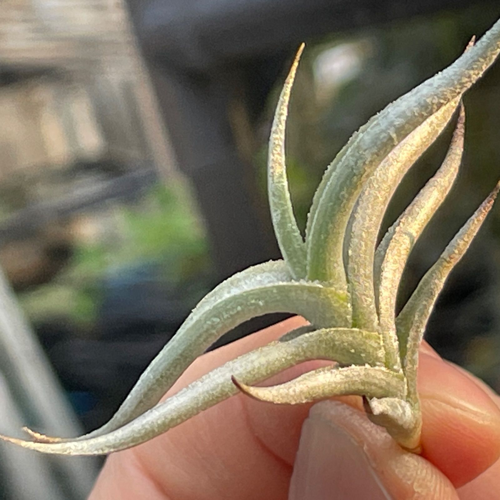 Tillandsia ヒルタ HR＊チランジア ヒルタ v. ヒルタ Tillandsia hirta var. hirta