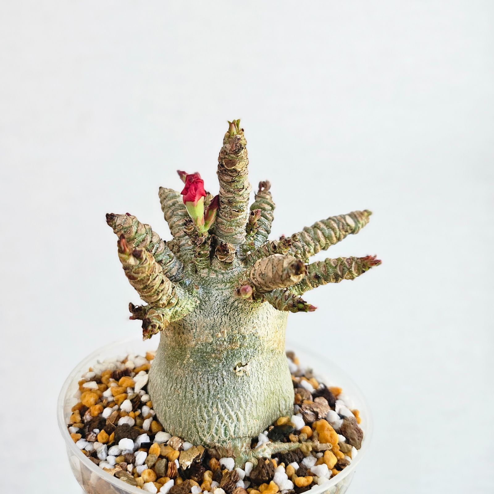 ②《 Adenium Arabicum D.H.A》アデニウム アラビカム 獅子葉