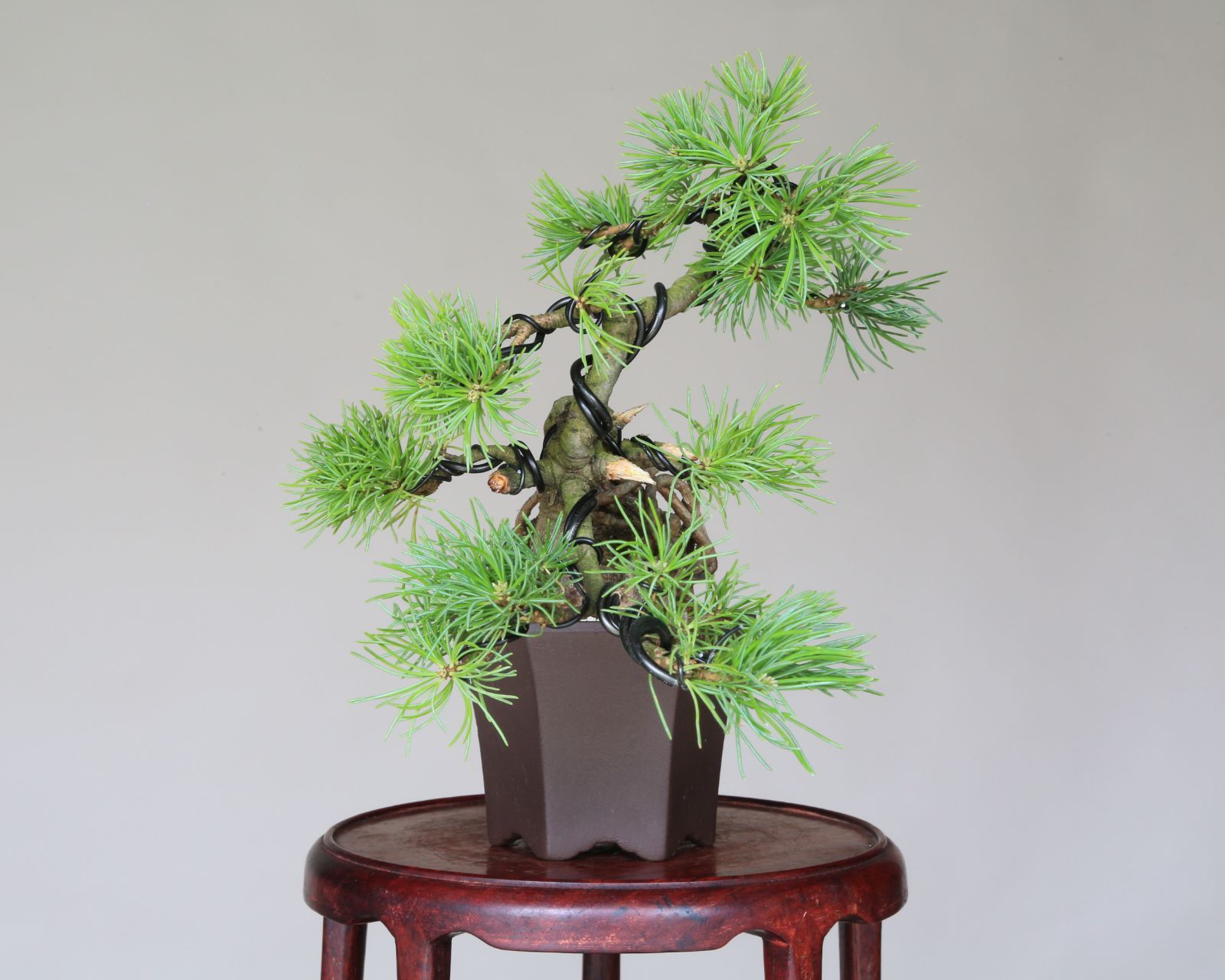 盆栽鉢