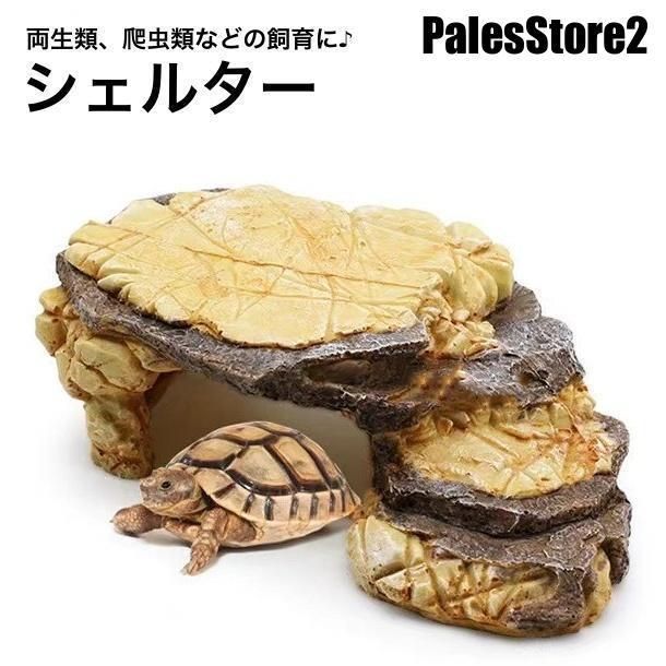 No.855J】大型シェルター流木爬虫類レイアウト✫エアープランツ