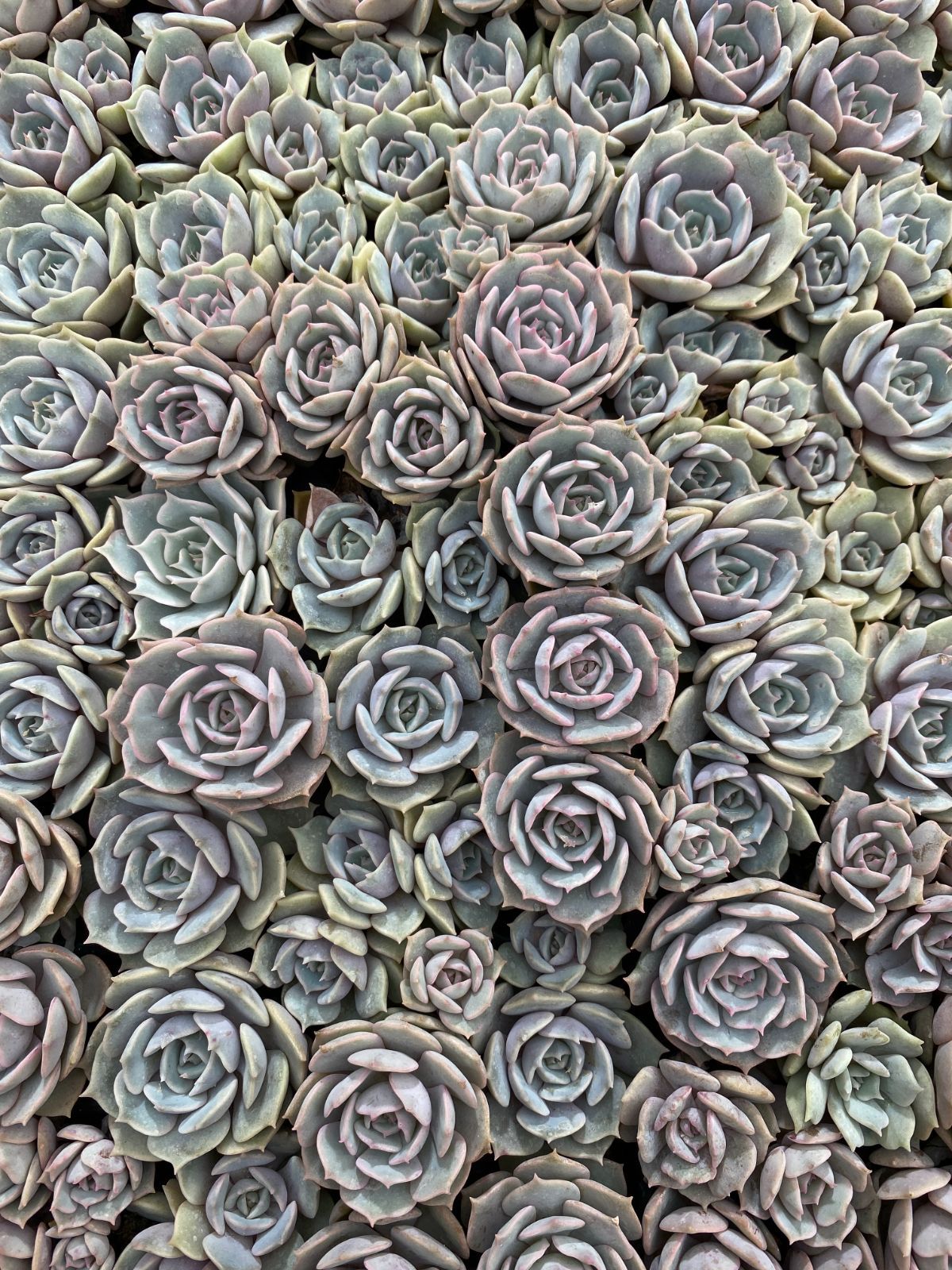 新入荷 ルナレン ZM353×105苗 土付き 多肉植物 詰め合わせ