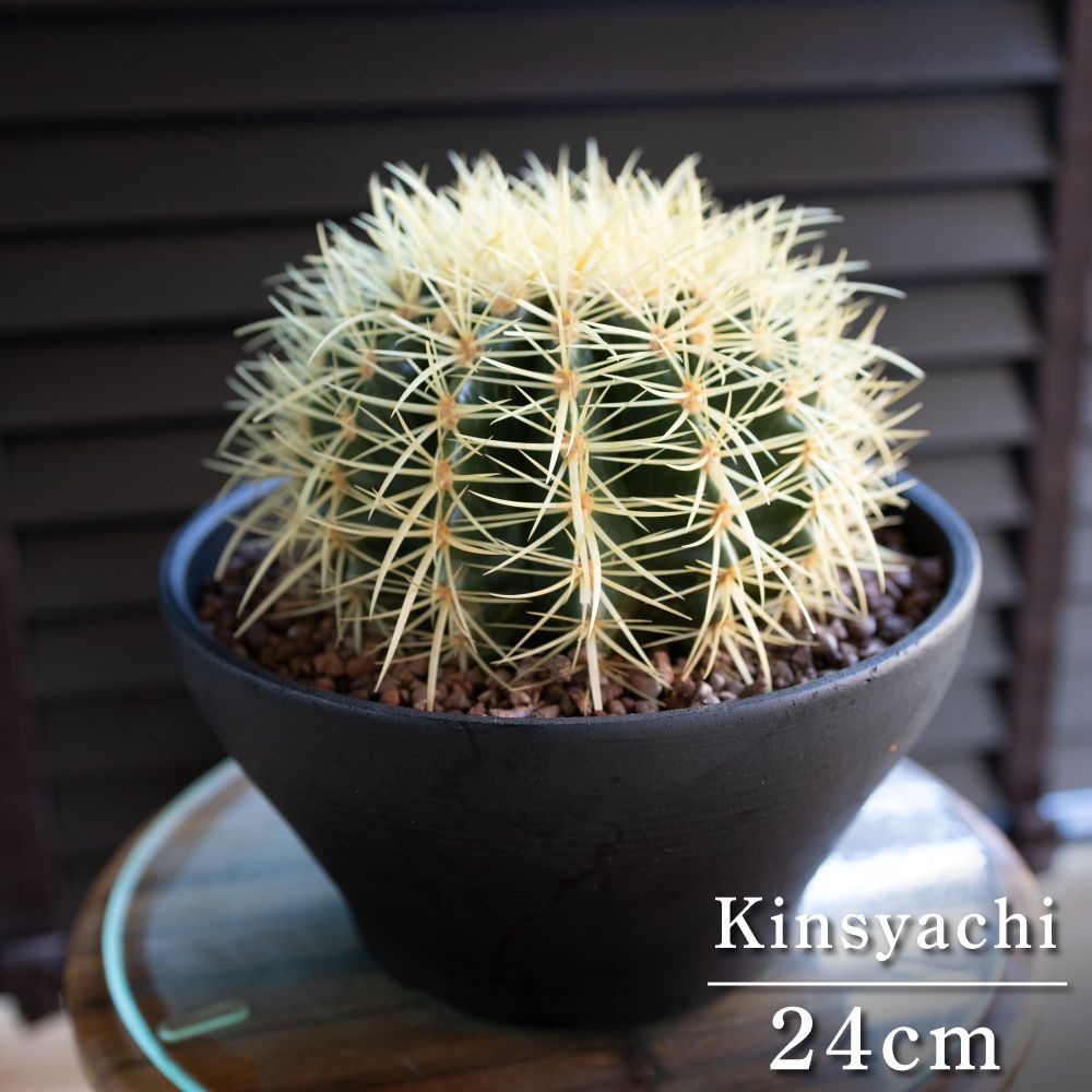 発根済】24cm 金鯱 サボテン 8号 多肉植物 ドライガーデン 金