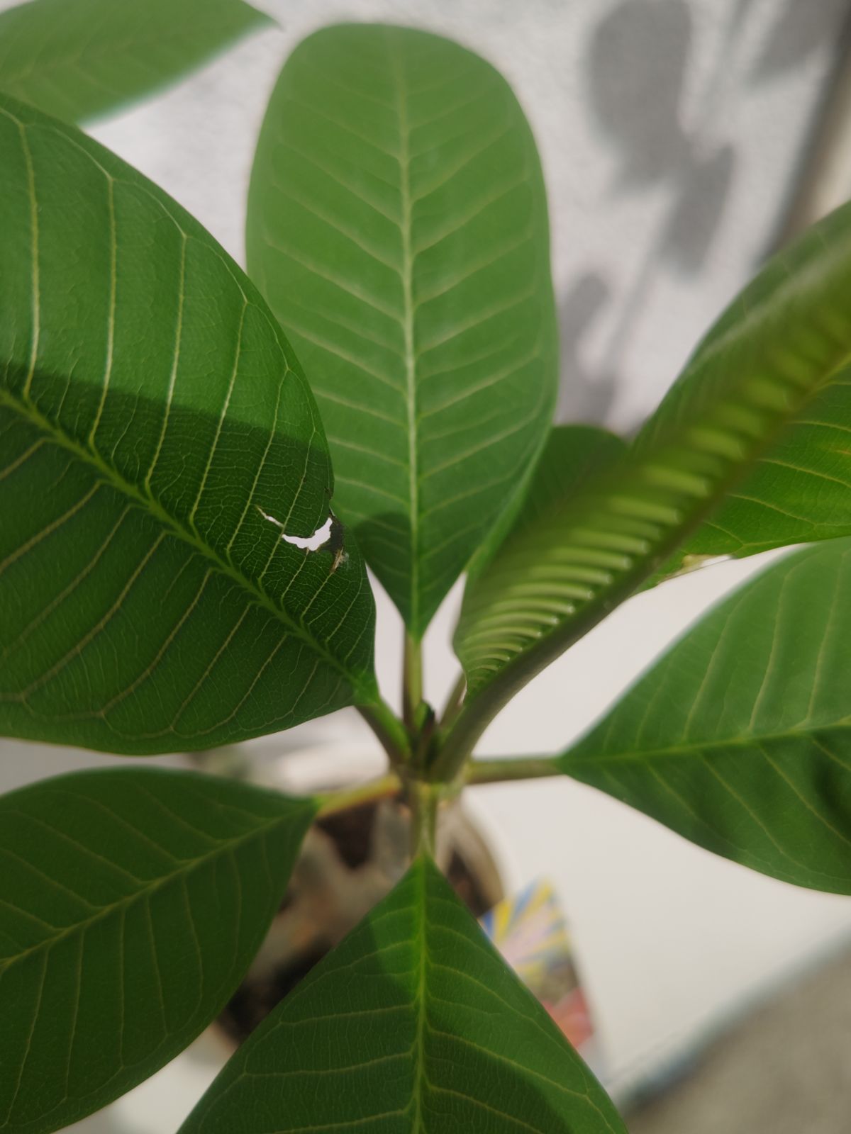 ⑅♡*Mint♡さま専用 2鉢セット プルメリア jungle Jackコレクション