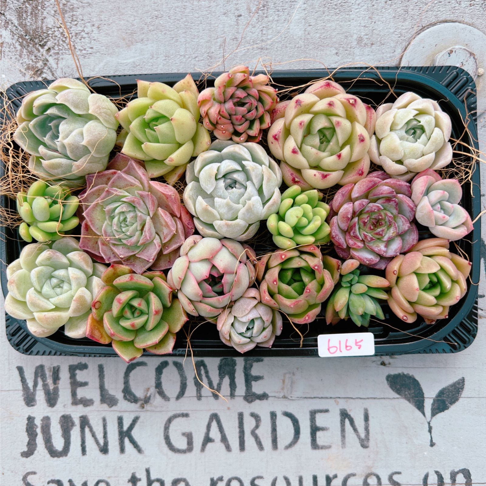 入荷即納可能 多肉植物 カット苗セット らくらくメルカリ便発送