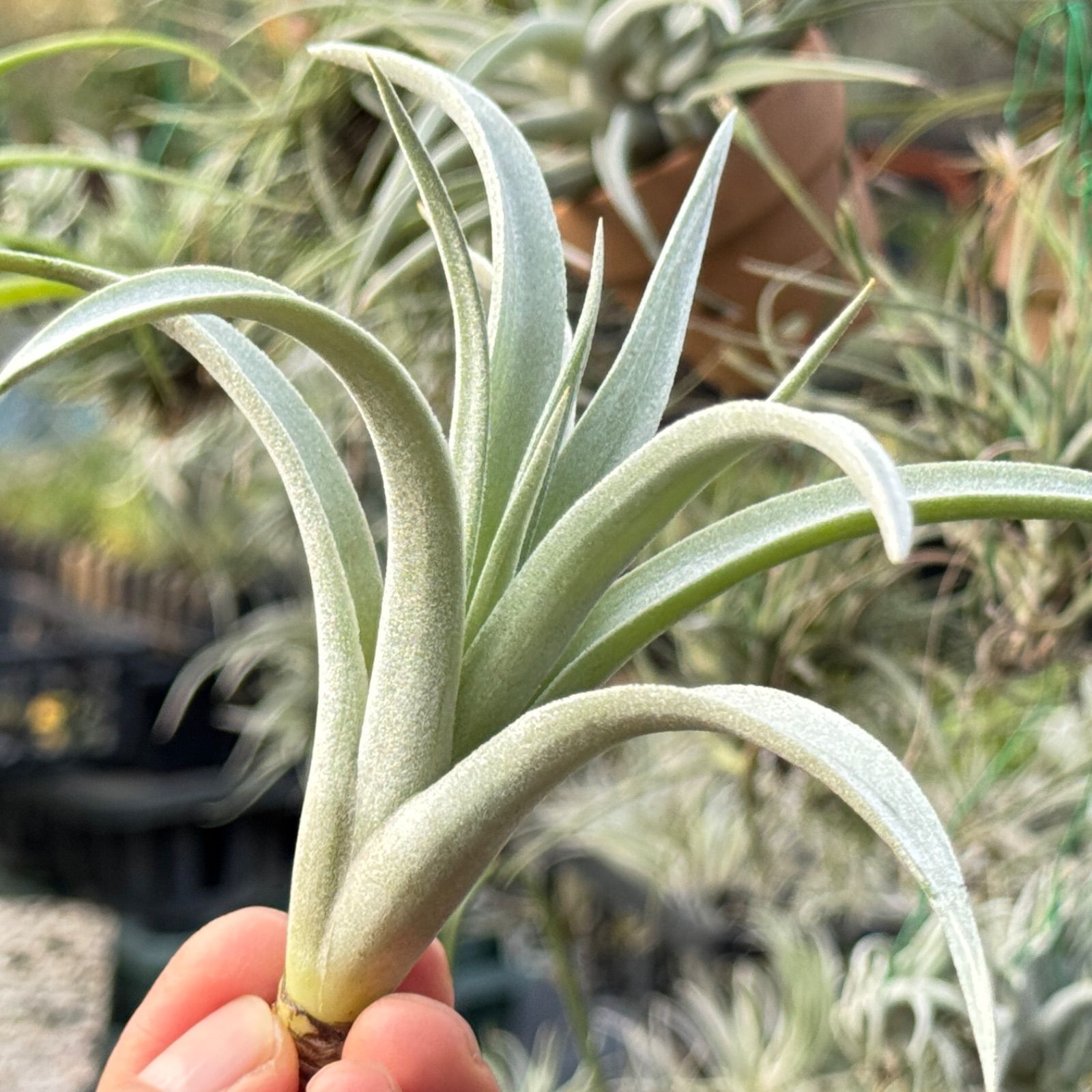 チランジア ハリシー×(キセログラフィカ×ブラキカウロス) Tillandsia