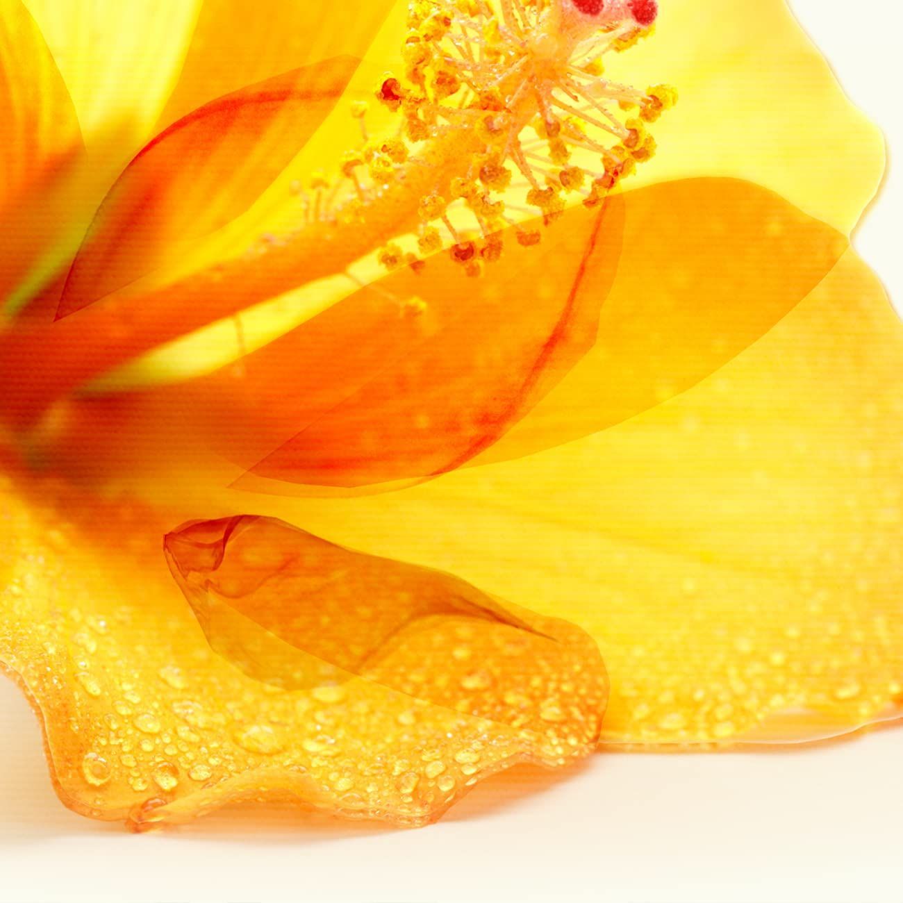 絵画「黄色いユリ」インテリア 絵 花 アートパネル 額入り(縦32cm x 横32cm) 絵画「黄色いユリ」インテリア 絵 花 アートパネル 額入り(縦32cm x 横