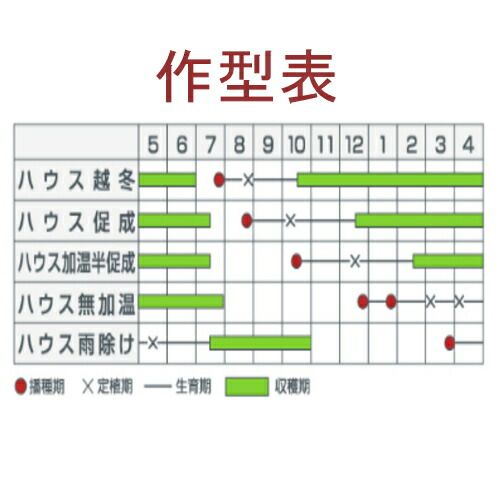 イエローオーレ