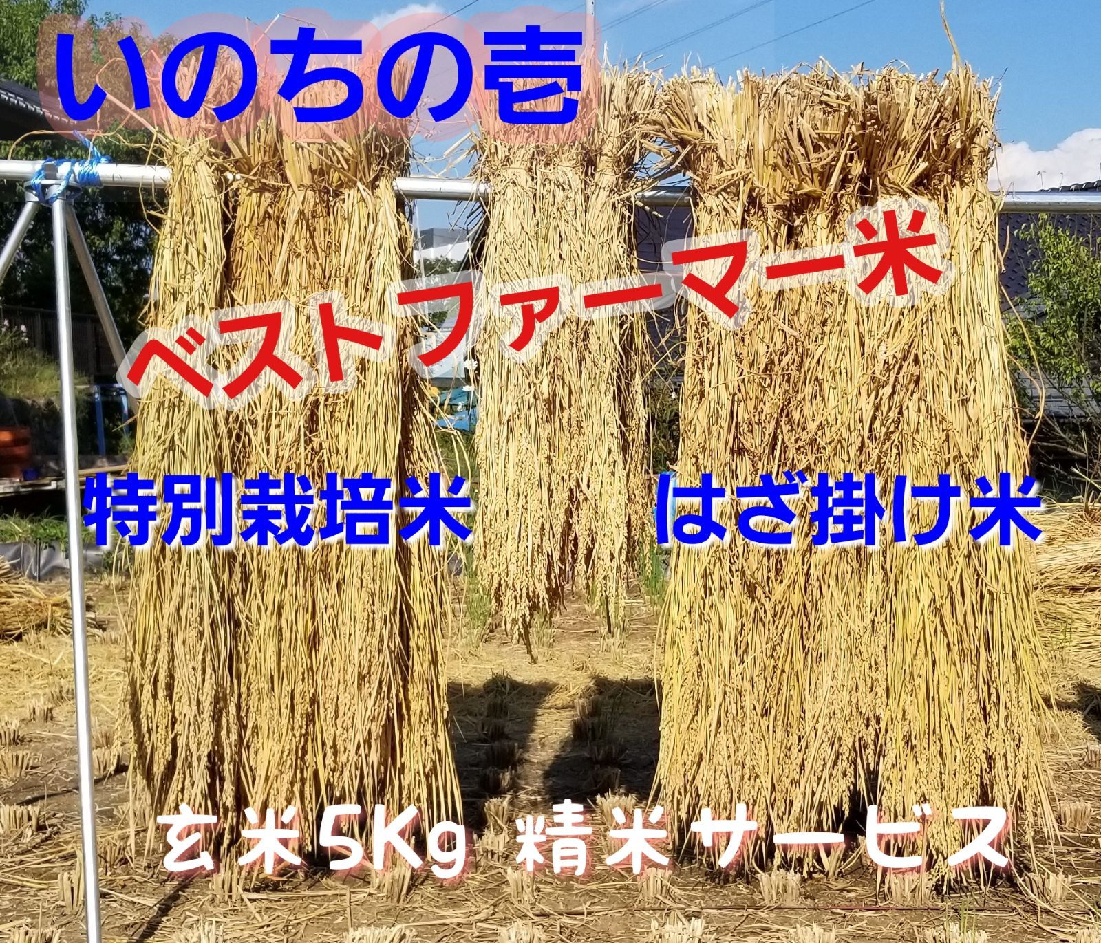 特別栽培はざ掛け米　令和4年長野県産　田中ファーム　精米サービス　いのちの壱　玄米５Kg　メルカリ