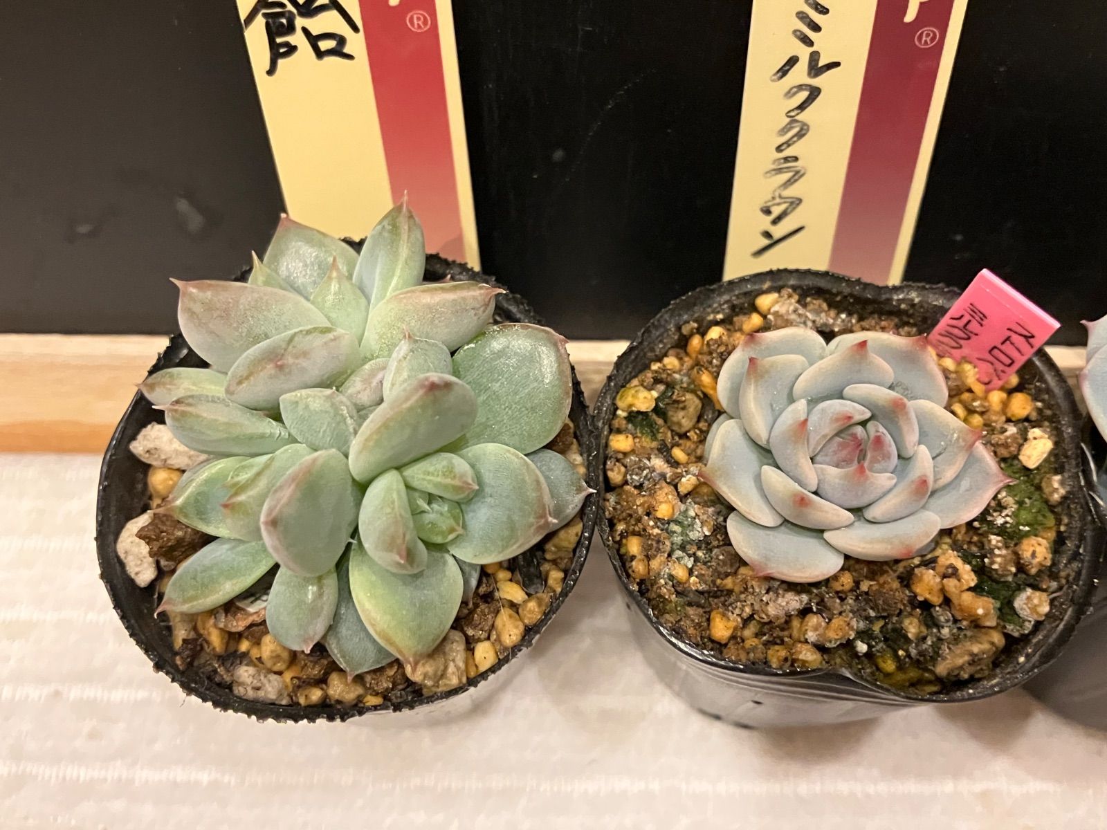 ミックスベリア おらいさん苗 mini苗5点セット 札なし 抜き苗 おらいさん