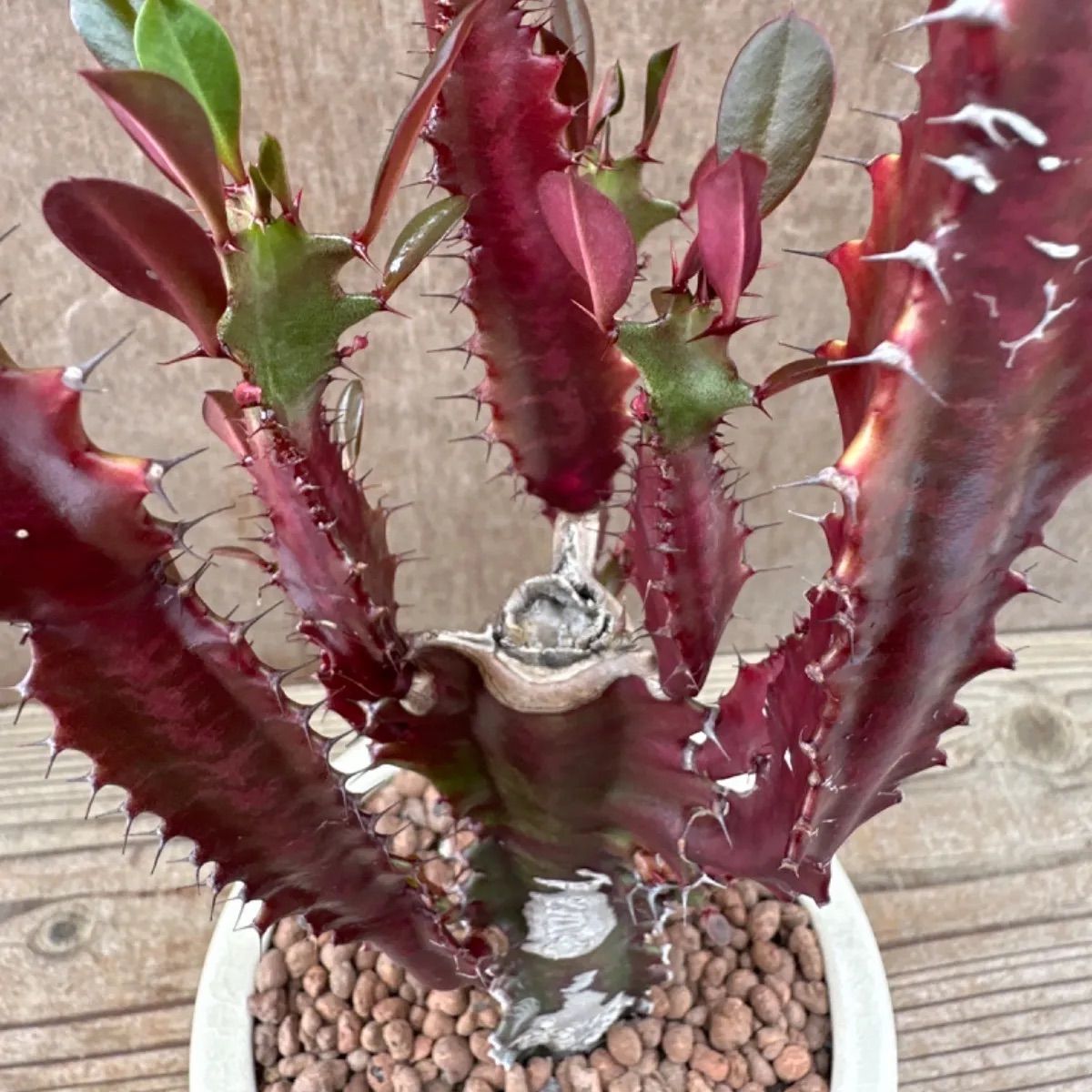 ユーフォルビア 紅彩雲閣 鉢植え白 Euphorbia trigona f. rubra ユーフォルビア属 赤色彩雲閣 現品 観葉植物 観葉 植物 珍奇 植物 珍奇 珍しい レア 希少 多肉植物 多肉 カクタス インテリア プレゼント - メルカリ