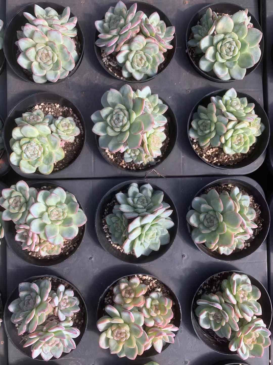 新作の新商品続々！ 24株の抜き苗セット スタージェニー 多肉植物 佐川急便発送 エケベリア 韓国苗 LX22