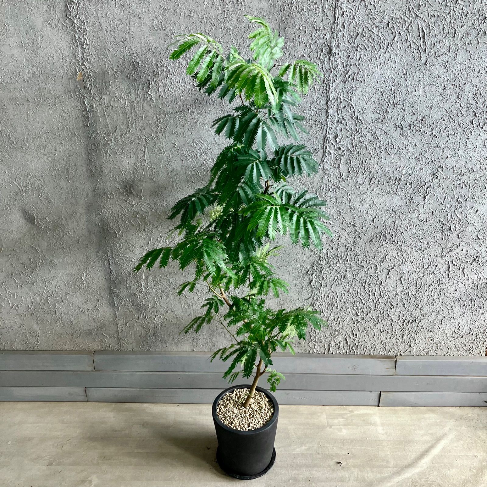 エバーフレッシュ