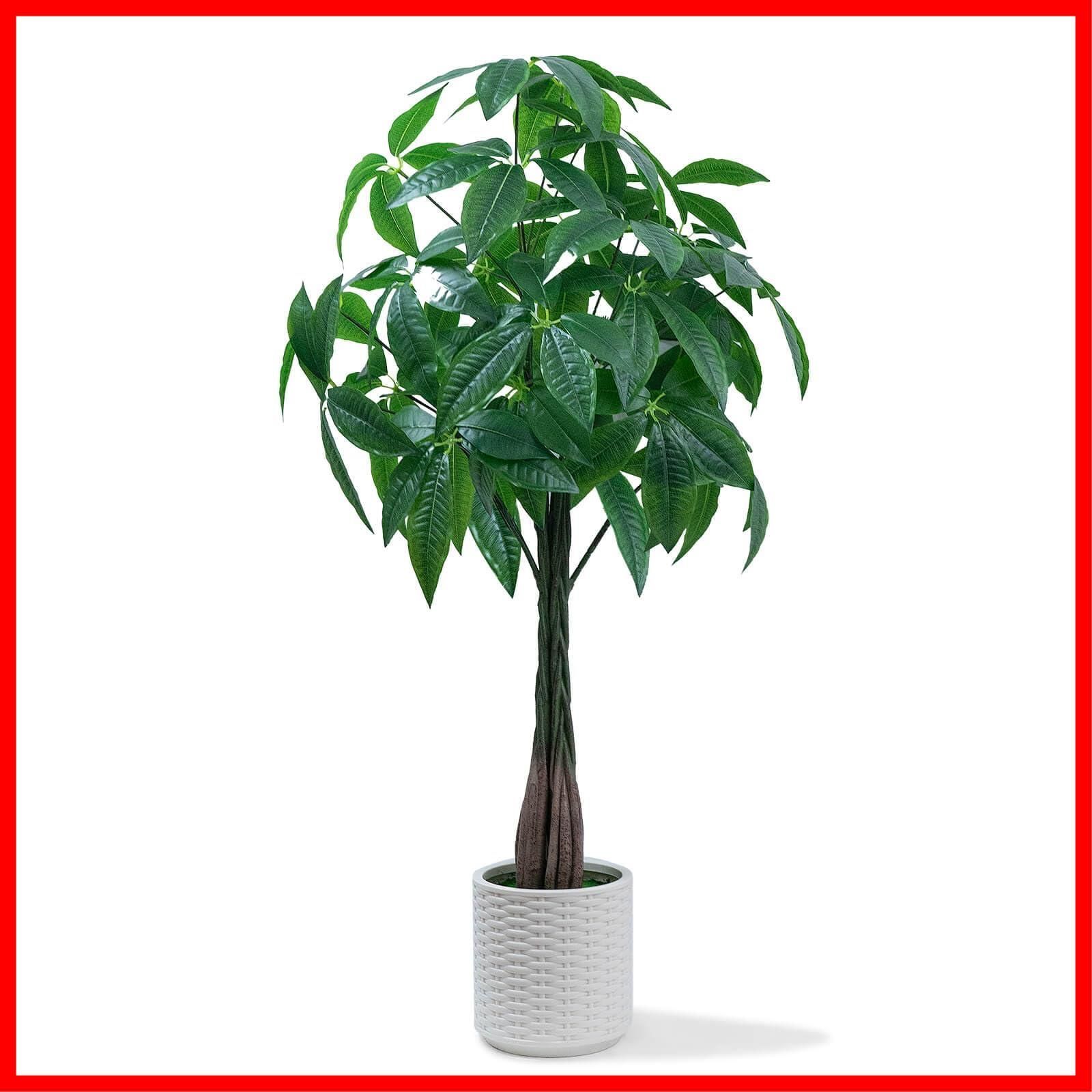 39d ハオルチア 多肉植物 広重玉扇錦 自家繁殖 多肉植物】ハオルチア