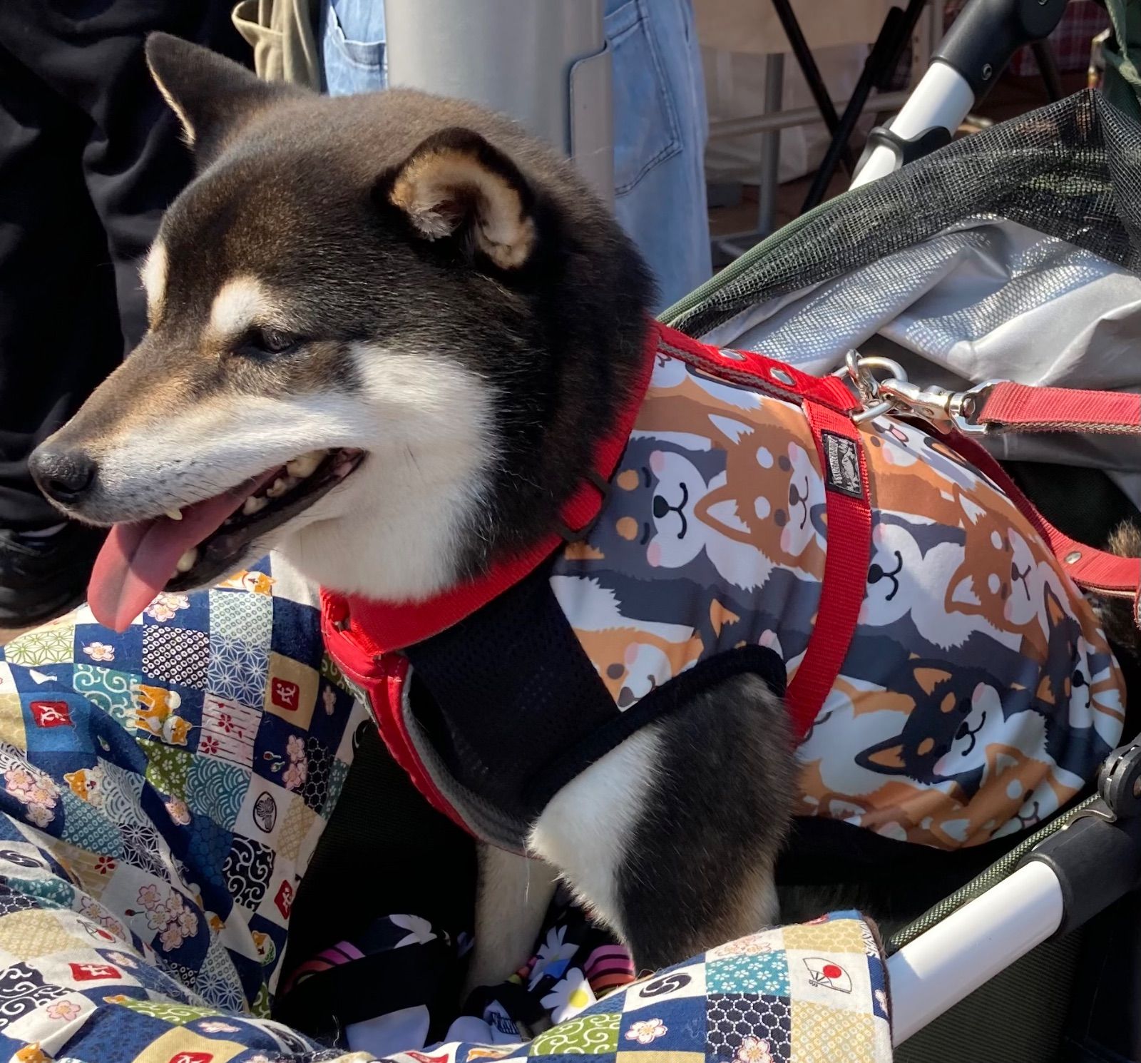 柴犬タンク・ハンドメイド犬服 犬の洋服 オーダーメイド 柴犬 豆柴