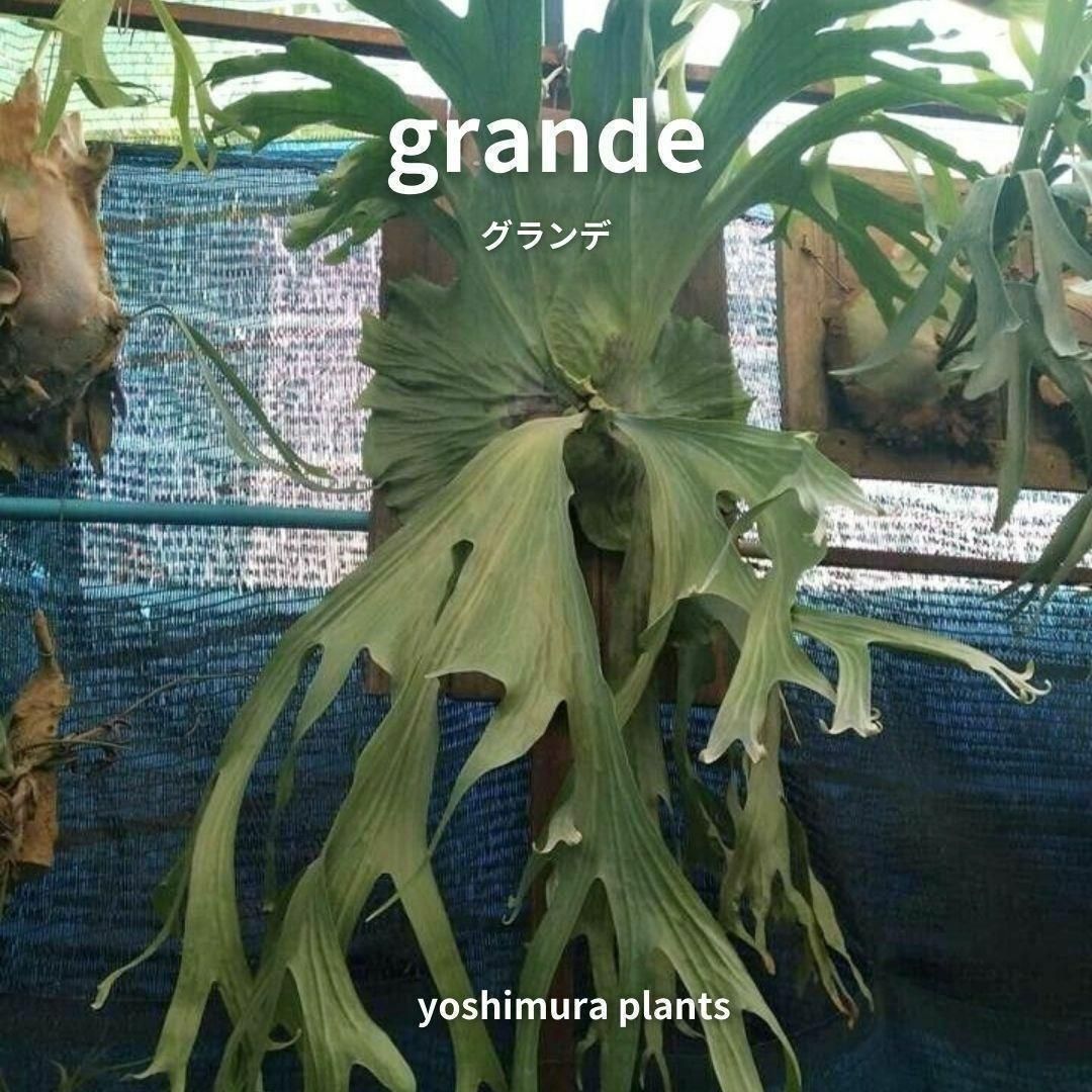胞子] grande グランデ ビカクシダ - メルカリ