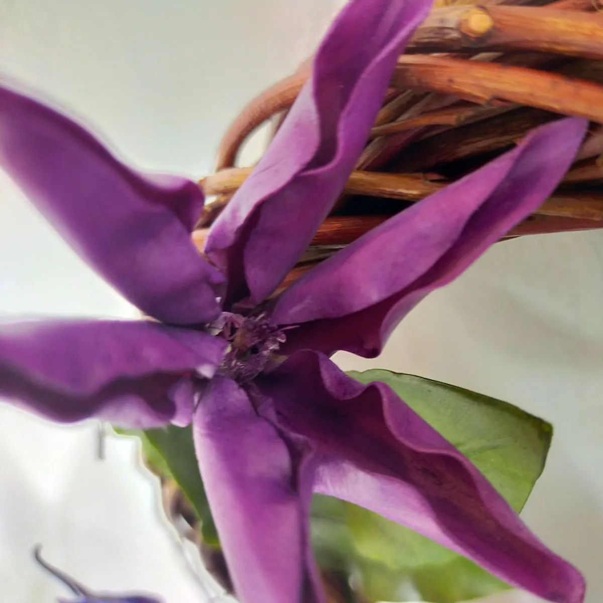 クレマチス・ナーセリー 及川フラグリーン Clematis Nursery