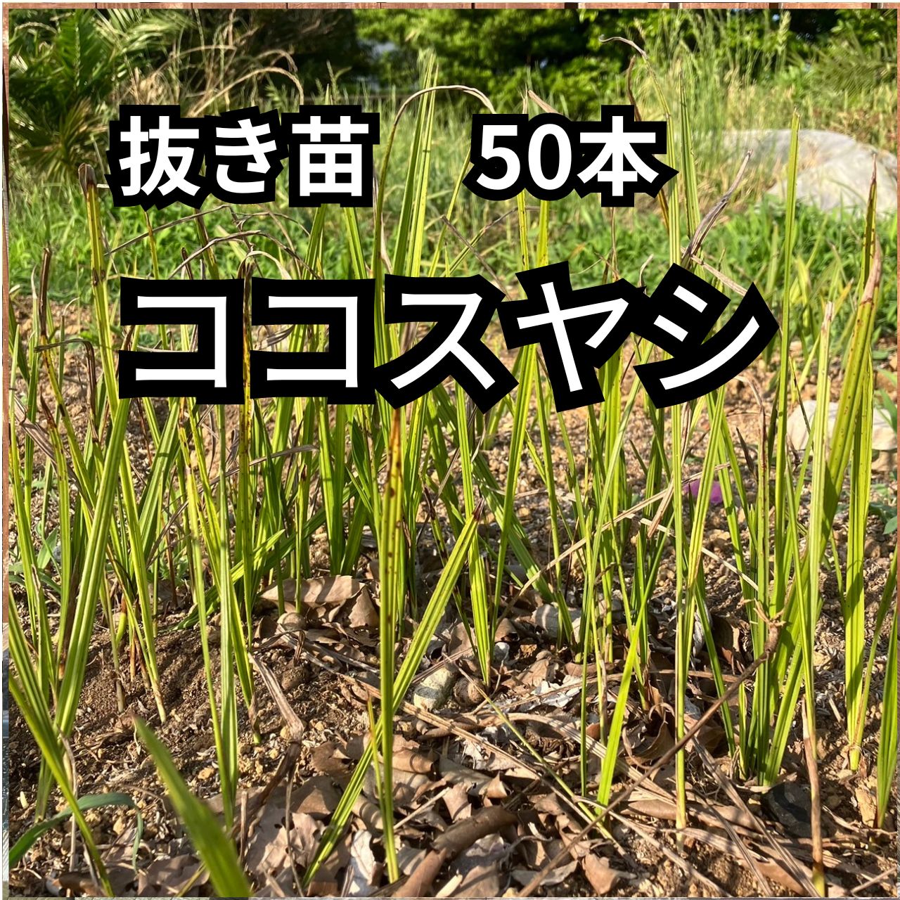 サバルパルメット苗30本 ココスヤシ苗50本
