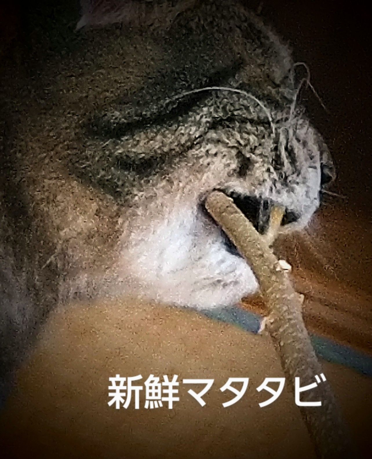 マタタビ 新鮮 天然物 猫さんが喜ぶ枝 約70g(10から20本)マタタビの木