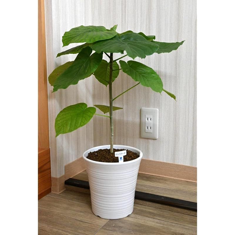 観葉植物 ウンベラータ インテリアグリーン フィカス