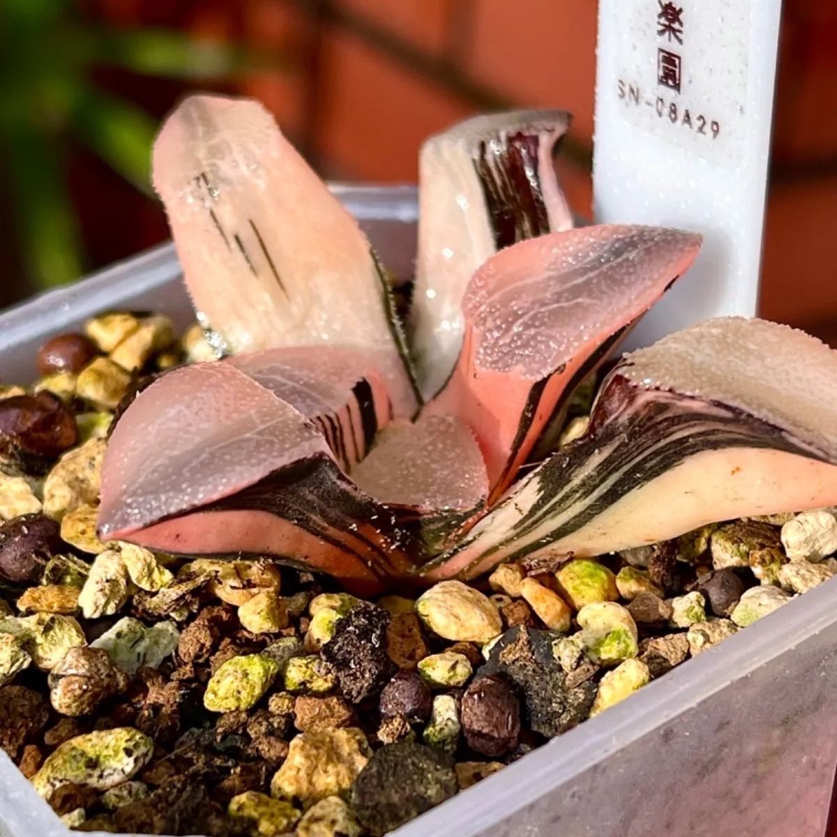 ハオルチア　ハオルシア　多肉植物　ピンクグールドオブツーサ錦　極上斑　超美株