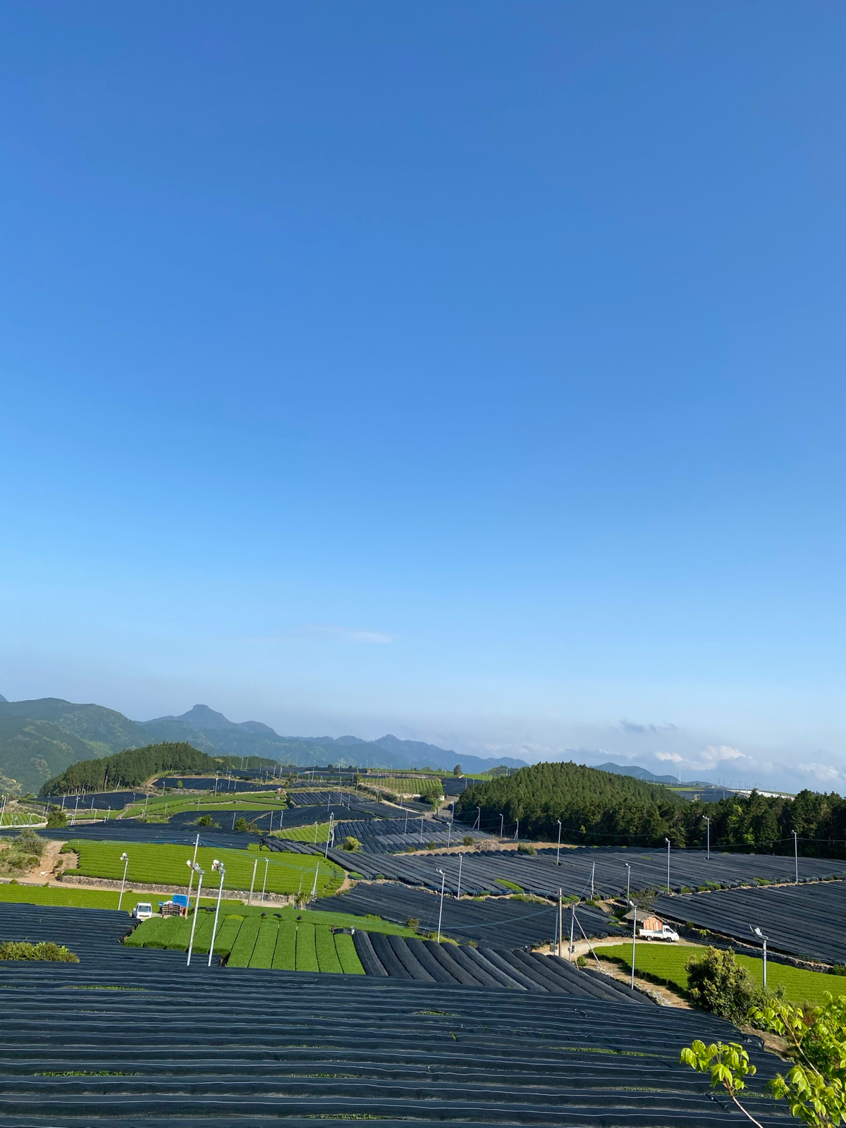 令和6年1番茶（新茶）　農薬不使用　そのぎ玉緑茶　オリジナルブレンド