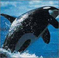 CD 輪唱カノン |インディーズ メーカー | |K1102-250908B-1045 |4.58013E 12