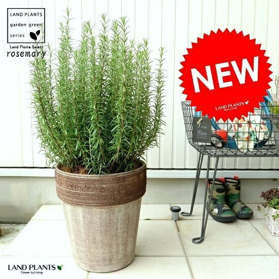 睡蓮鉢 アイスブルー IBL-04 | 睡蓮鉢 アイスブルー IBL-04 | 鉢