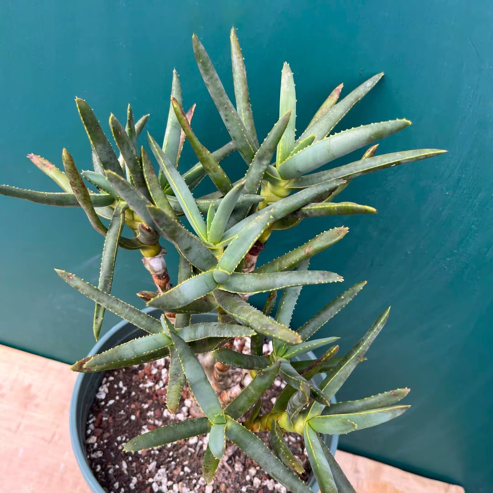 現品　アロエ　ラモシシマ　2番　根上がり　幹上がり　多肉植物　レア　観葉植物 現品 アロエ ラモシシマ 2番 根上がり 幹上がり 多肉植物 レア