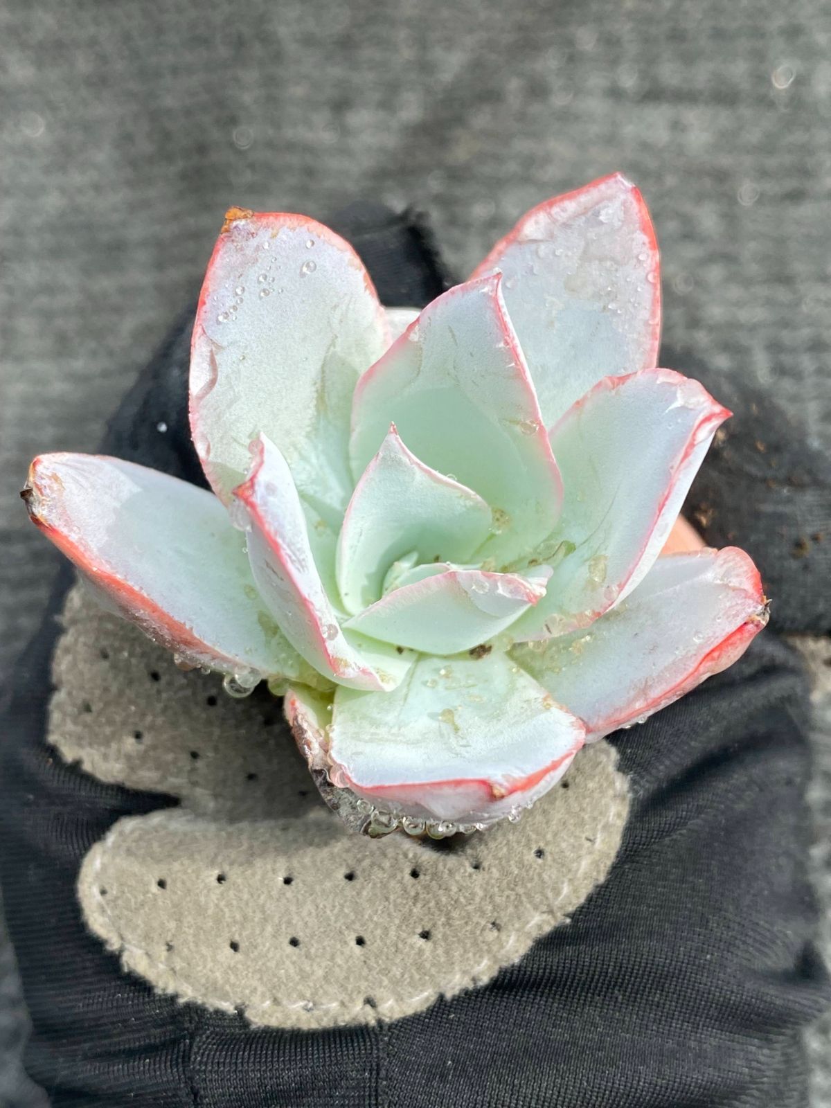 寄せ植え