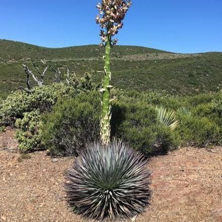 種】20粒 Hesperoyucca whipplei ユッカウィップレイ Our Lords Candle