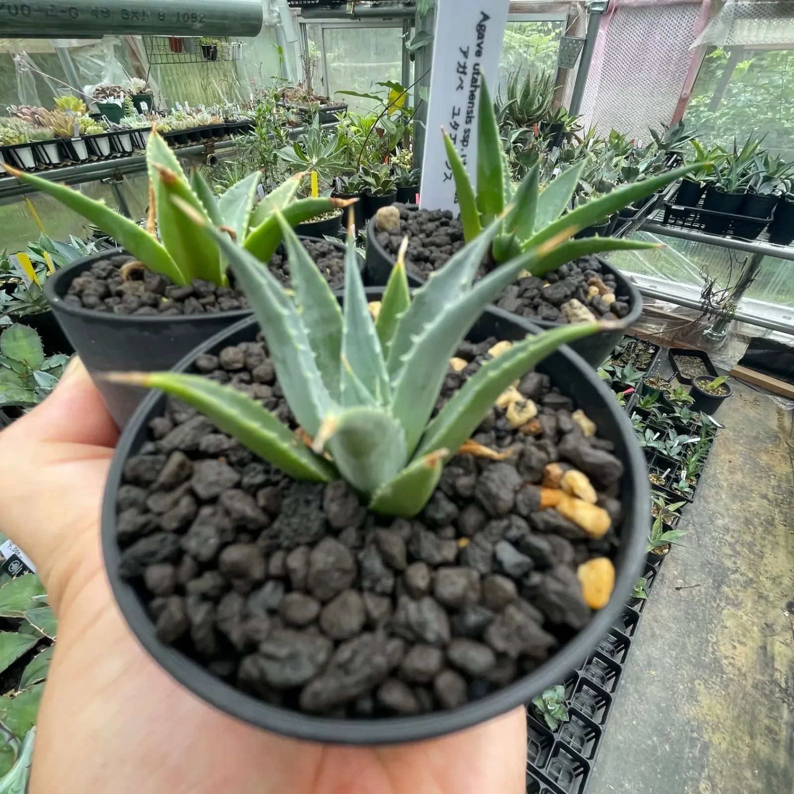 UU003 アガベ ユタエンシス実生3株セット Agave utahensis ssp UU003 アガベ ユタエンシス実生3株セット Agave utahensis ssp