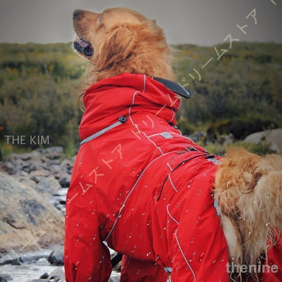 中型犬 大型犬