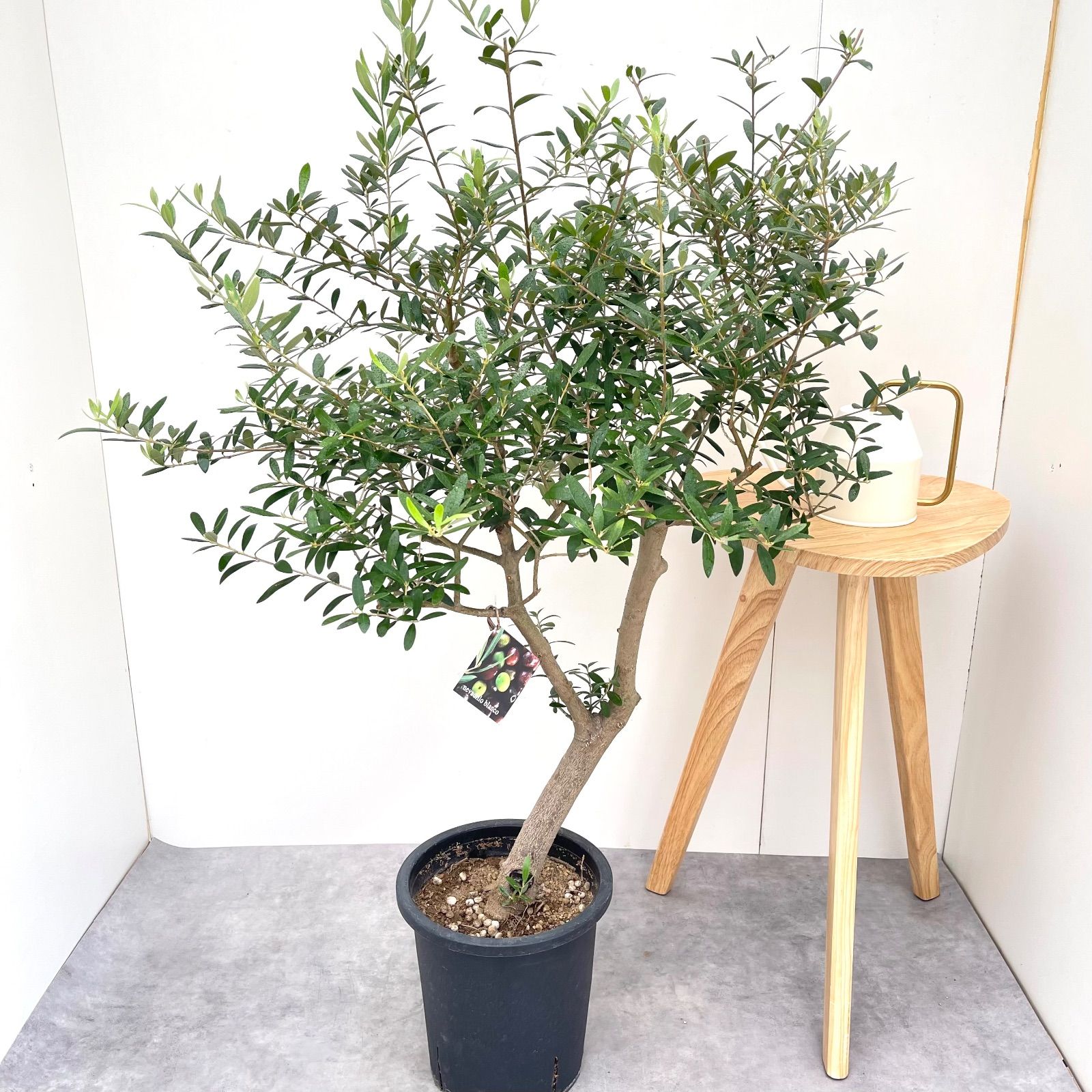 オリーブ ネバディロブランコ 12 現品 観葉植物 創樹 SOUJU 大型