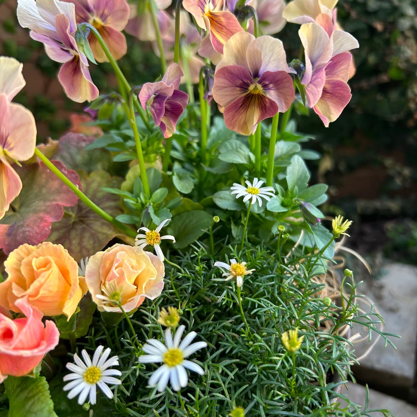 お値引品】ビオラとジュリアンのマルチな寄せ植え お値引品】ビオラと