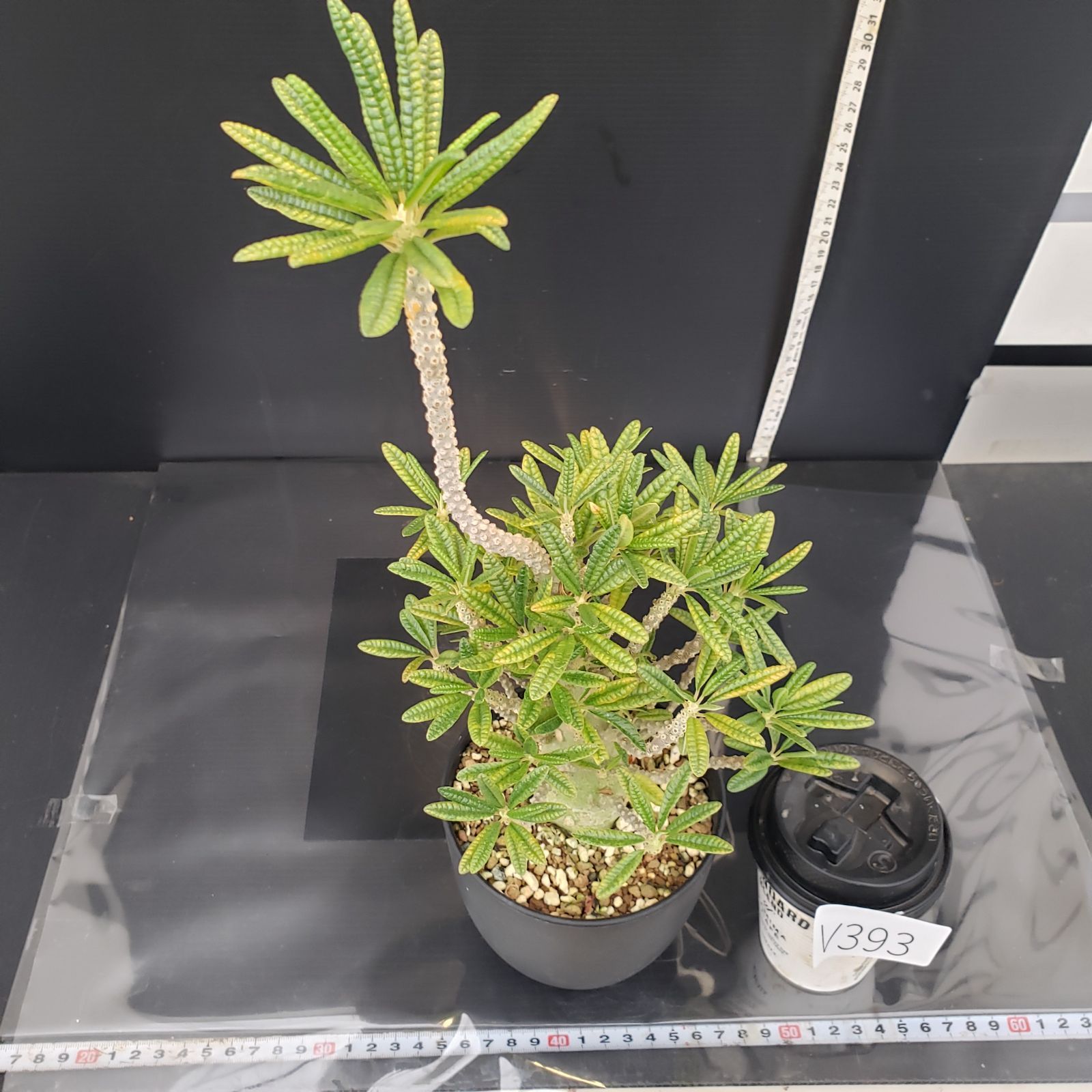 【レア/塊根植物】ドルステニア ギガス 鉢植え A-1 ドルステニア・ギガス | trigger