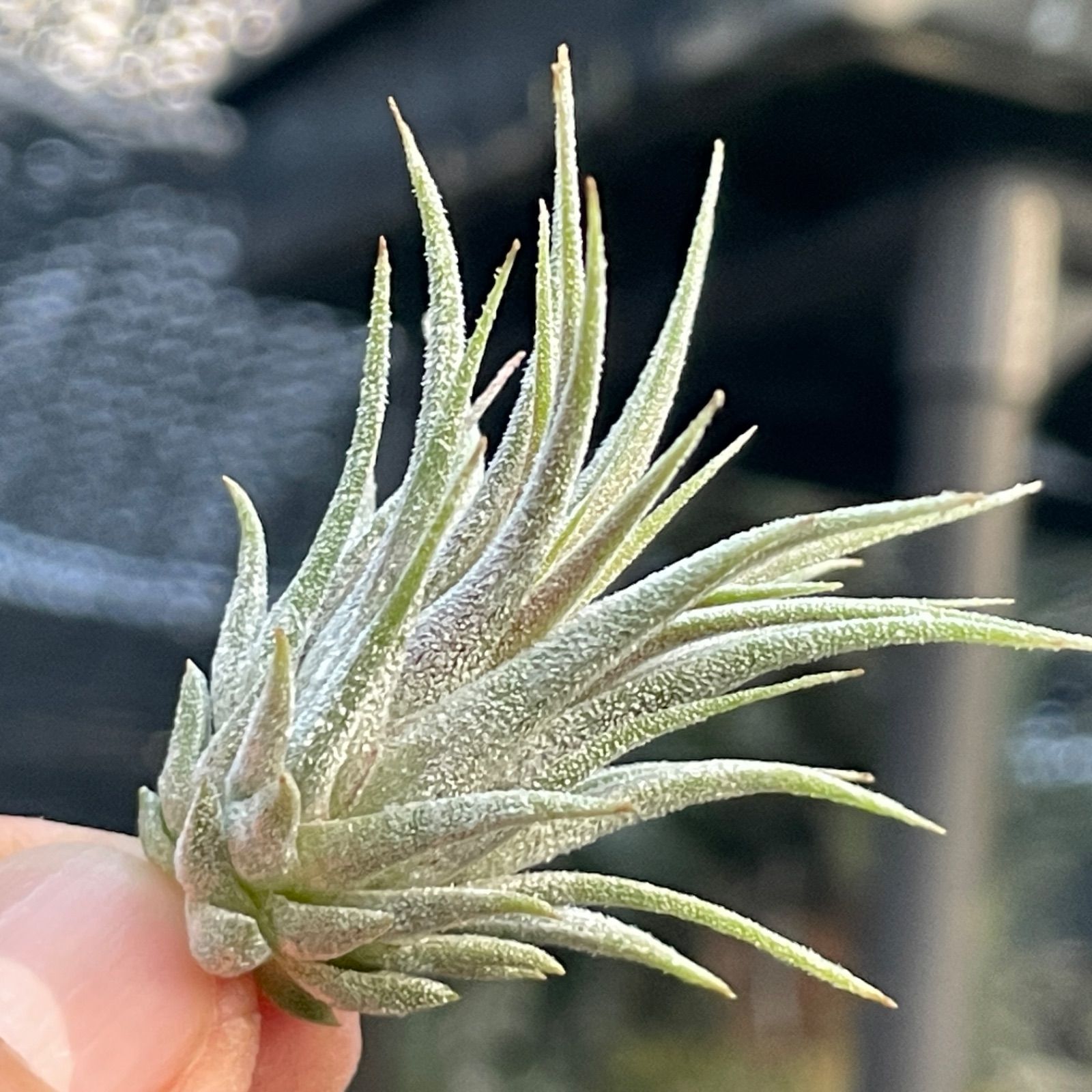 チランジア イオナンタ ディファレンテ/ディファレント Tillandsia