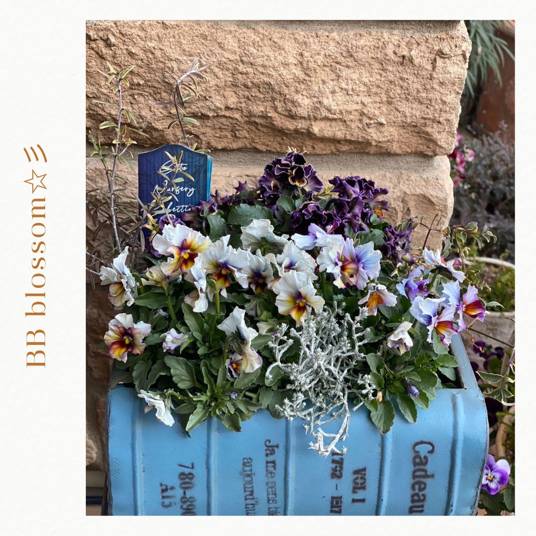 ☆最終値下げ☆寄せ植え BOOK鉢が可愛い 激レア サトウ園芸