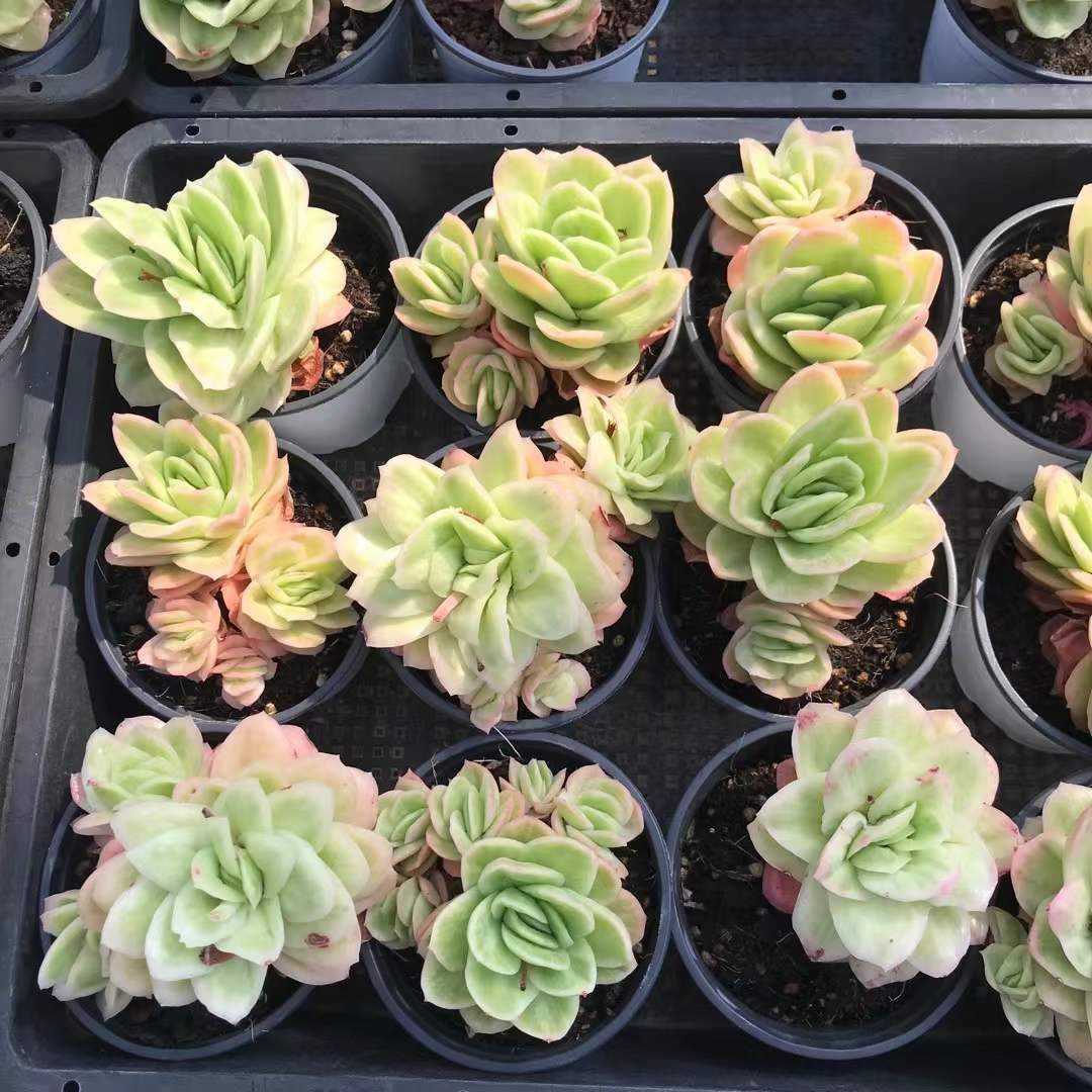 SKL1240×36 アイスローズ 抜き苗 多肉植物 アエオニウム エケベリア 韓国苗