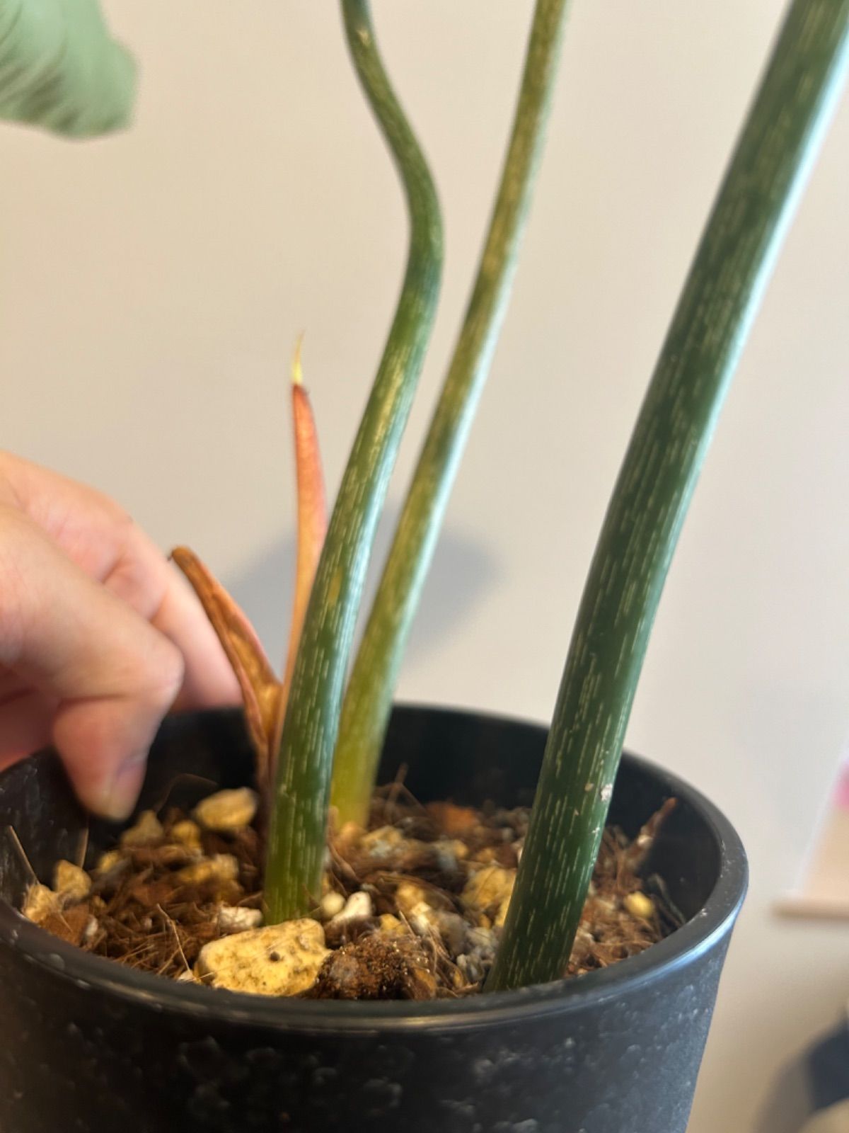 希少 フィロデンドロン グロリオーサム ゼブラ 観葉植物
