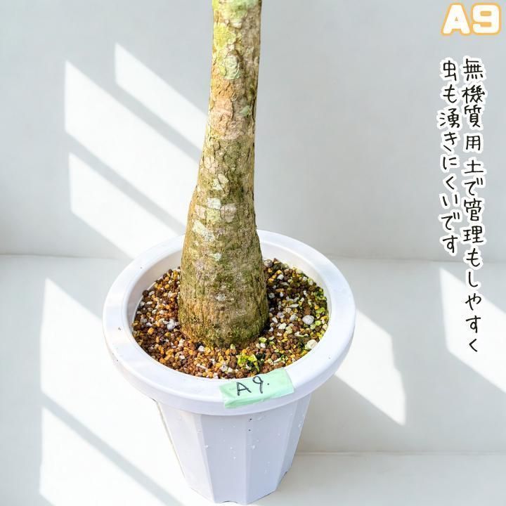 希少！パキラムーンライトA9・五ヶ所接ぎ木・枝分岐パラソル