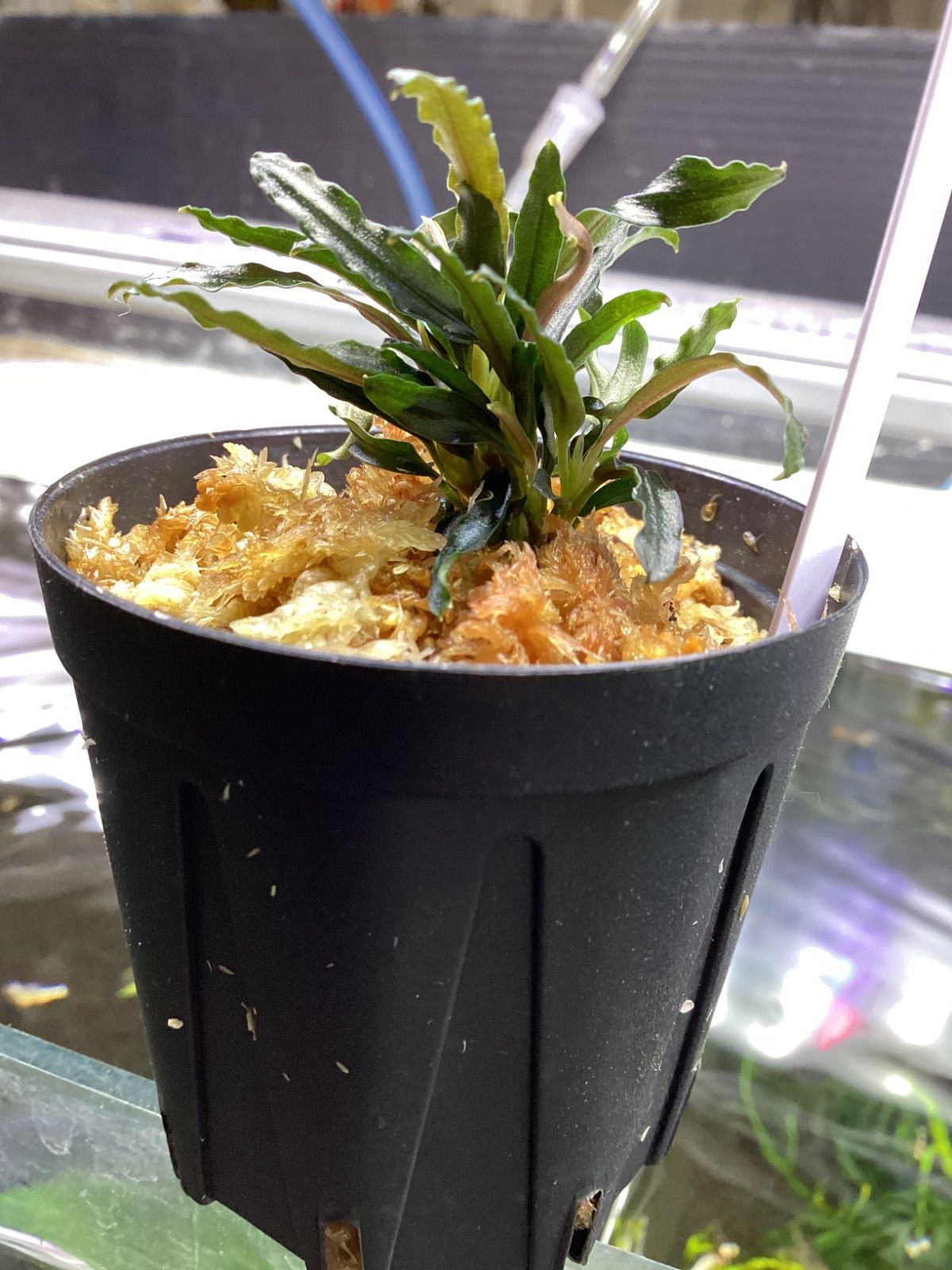 ブセファンドラ　7ポット とおまけ ブセファンドラ 7ポット とおまけ 水草