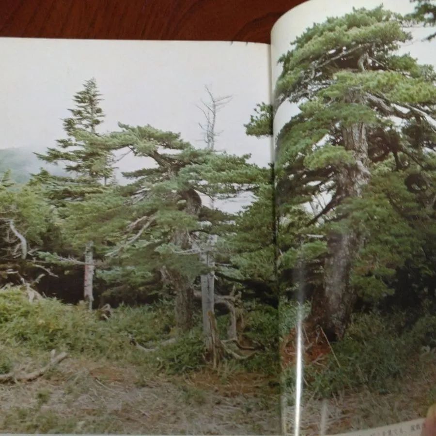 ⚫図解盆栽樹形の作り方 五葉松盆栽の整姿・整形 ★阿部倉吉/貴重な墨筆サイン本