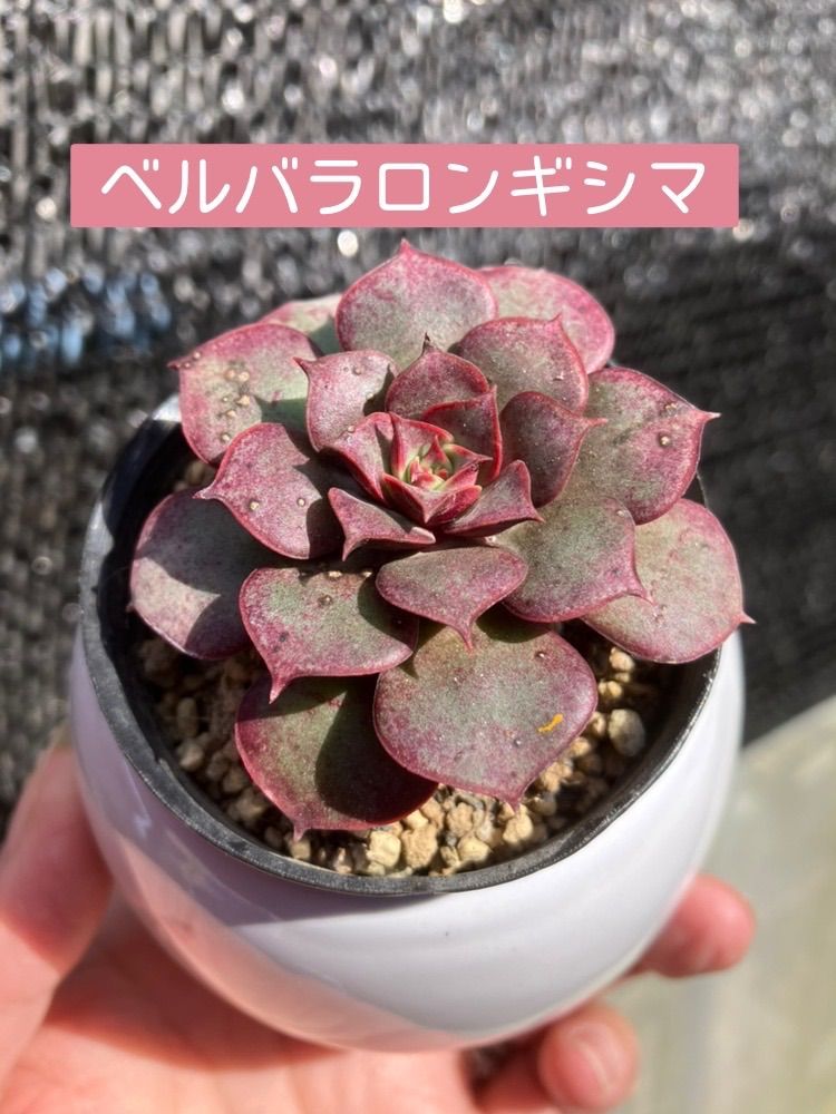 多肉植物 ベルバラロンギシマ - Pitti & Succulent - メルカリ