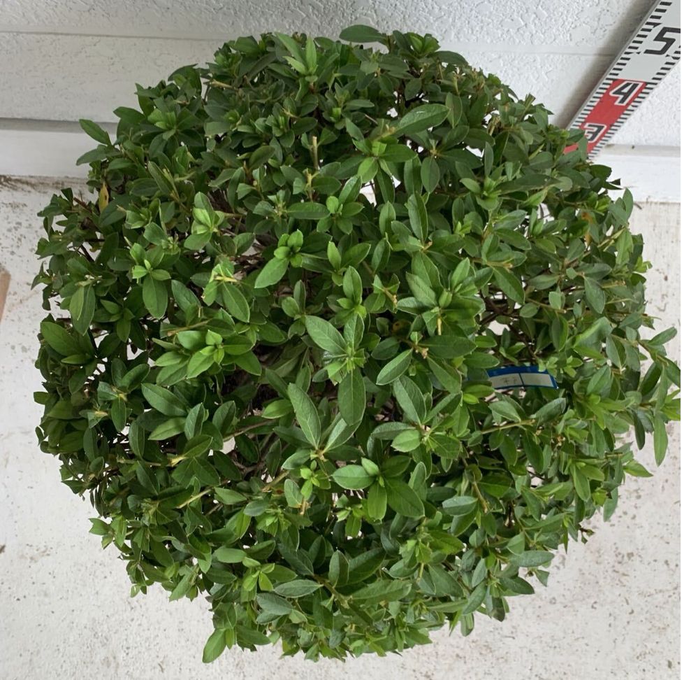 平戸ツツジ 約60cm