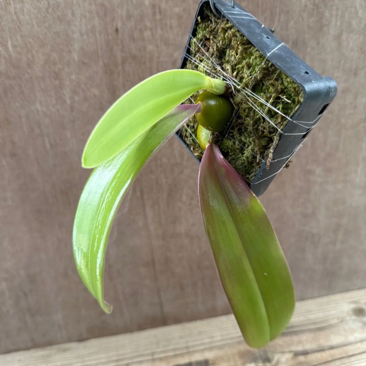 バルボフィラム ファレノプシス② Bulbophyllum phalaenopsis 現品 観葉植物 観葉 植物 珍奇植物 珍奇 珍しい レア 希少  着生ラン ラン 蘭 ハンギング 吊るす 吊り下げ インテリア おしゃれ かわいい - メルカリ